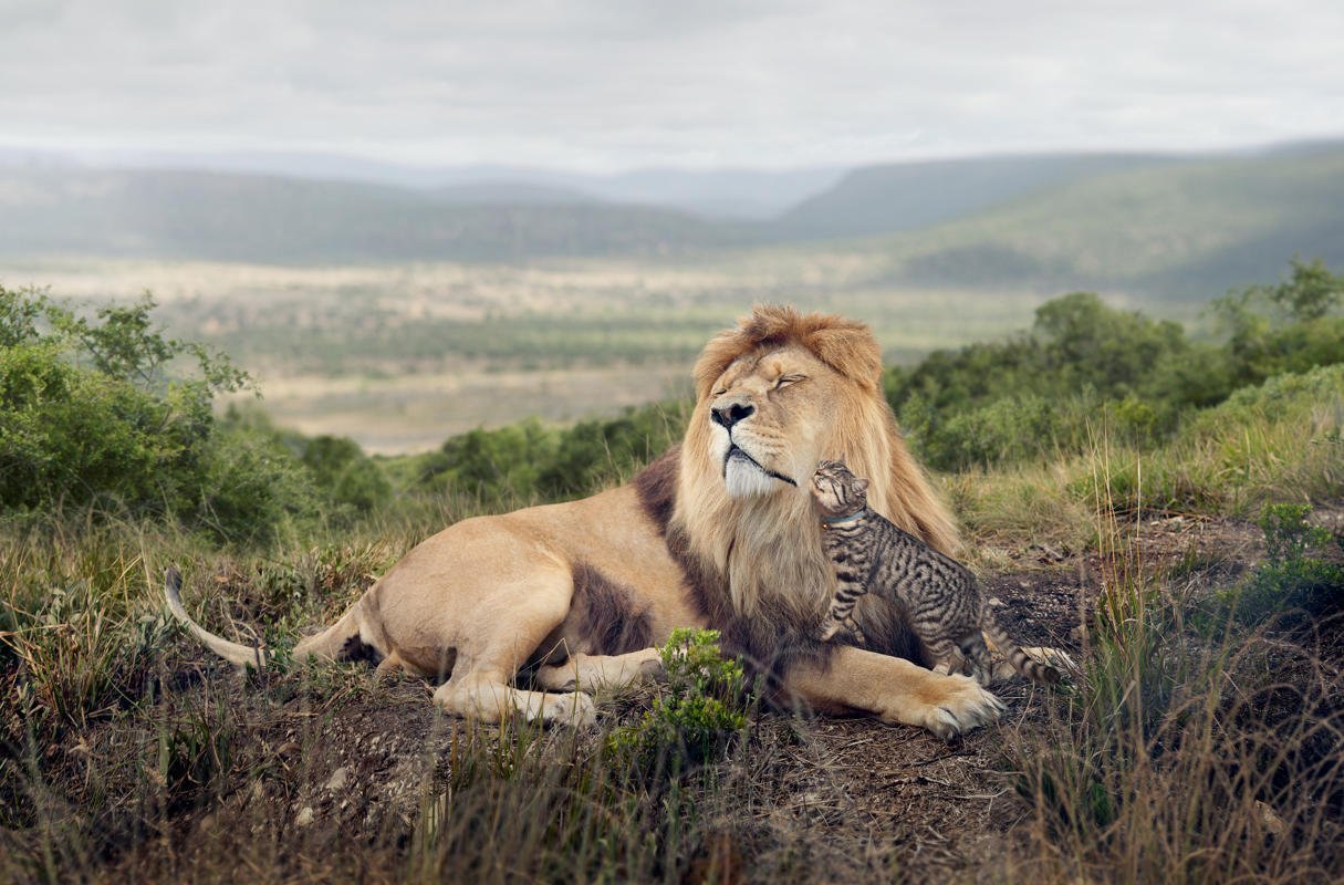 3. 'Big Cat, Little Cat', shot by George Logan, is part of an advertising campaign for Whiskas cat food and is a shortlisted entry in the Campaign category (George Logan/Sony World Photography Awards)