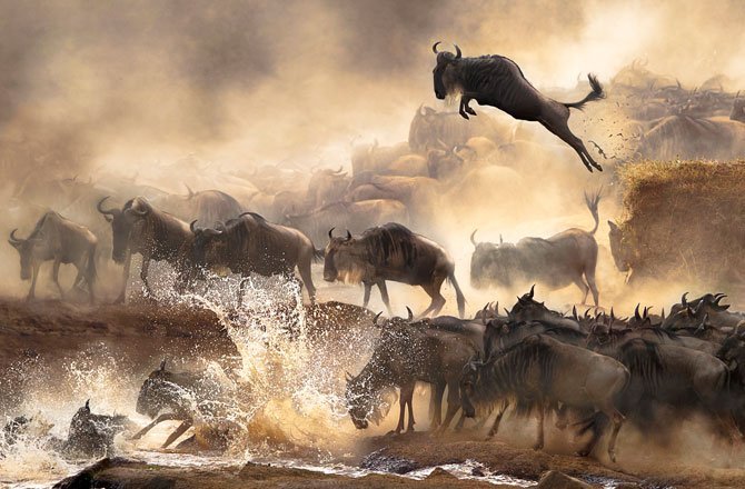 25.In July each year, this heart-pounding scene of wildebeests migration repeats itself in Kenya. (Bonnie Cheung/Sony World Photography Awards)