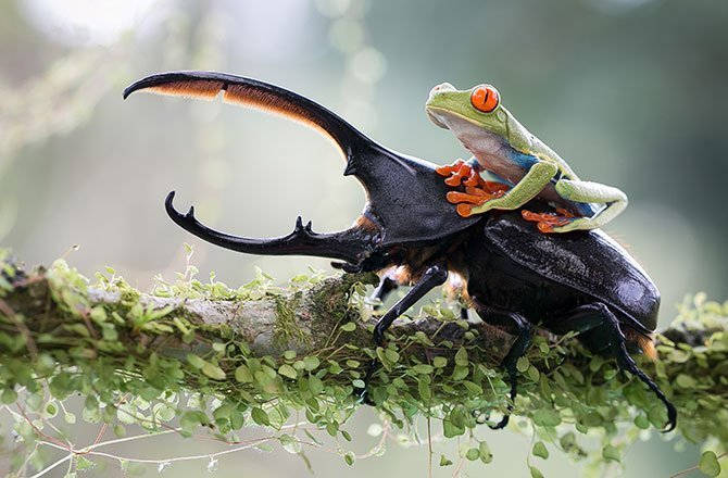 29.A knight and his steed: a tropical capture in Costa Rica. (Nicolas Reusens/2014 Sony World Photography Awards)