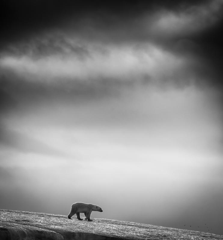 9.This sample from a series of black and white photographs, entitled 'Bears and Birds', was taken in Svalbard, Norway, by Wilfred Berthelsen. Berthelsen is a finalist in the Travel category (Wilfred Berthelsen/Sony World Photography Awards)