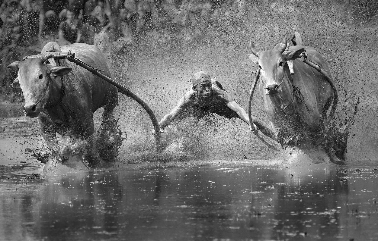 1.A stunning picture of a man diving into a lake, holding onto two bulls, is a finalist in the Sports category of the Sony Photography awards. (Yong Sheng Zheng/Sony World Photography Awards)