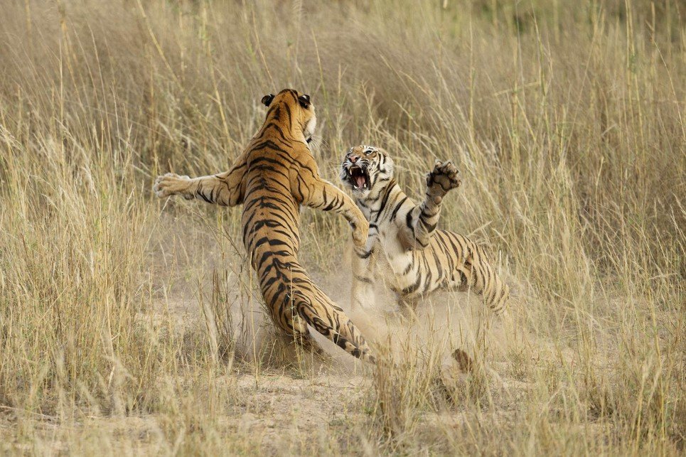 This playful fight amongst two young sub adult Tigers was indeed a brilliant life time opportunity that lasted exactly 4-5 seconds. The cubs were sitting in the grass as dusk approached when suddenly one of them sneaked up behind the other and what happened next is captured in this image.