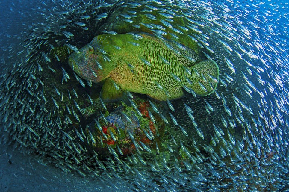 On a windy day right after a cyclone passed the far northern Great Barrier Reef, I took some friends out to the reef. Never before I saw that many glass fish on this particular coral 'bommie'. Just when I setup my camera, this Napoleon Wrasse swam right through the school of fish building a living frame.