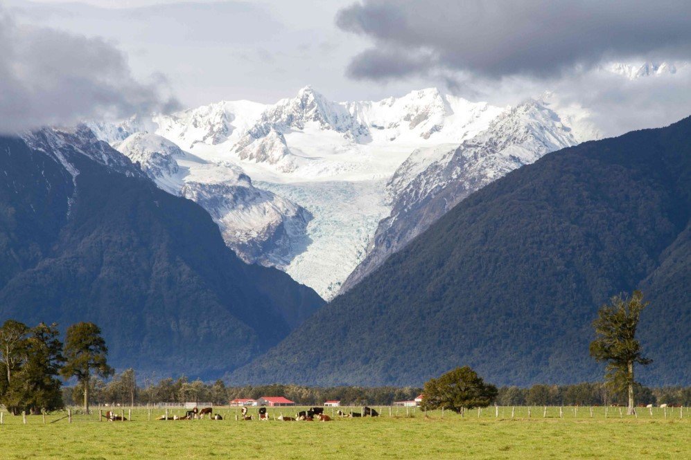 Fox Glacier, New Zealand (3)