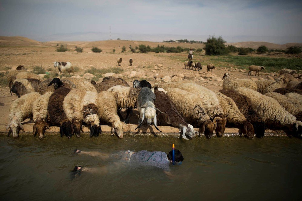 A young Israeli snorkels as sheep belonging to a Palestinian shepherd drink water from the spring located at Jordan Valley near the West Bank town of Jericho – April. 8, 2015.