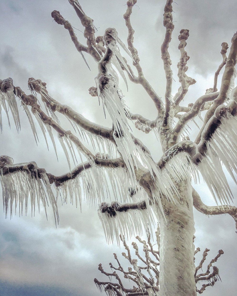 Stormy winds have swept across Europe this winter, with Siberian temperatures transforming trees in wonderful icy show in Versoix, a little town close to Geneva, in Switzerland. After a conjunction of intense cold (-10 to -18 degrees Centigrade), with very strong winds, blowing at over 100 kmh, the waves from the Leman Lake got so harsh that they passed over the dikes and the droplets immediately froze everything they touched, including the trees. Braving the frozen ground, I took this photograph, early in the morning. I am constantly amazed with ways Nature can create beautiful designs and compositions. I really enjoy having the flexibility of stretching my wings, in order to explore all the moments that life has to offer to photography. When the moment is captured, causing an emotion is my ultimate objective.