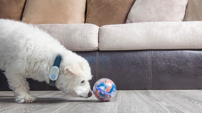 'Pebby Smart Ball' is an advanced robotic pet sitter to keep your pet ...