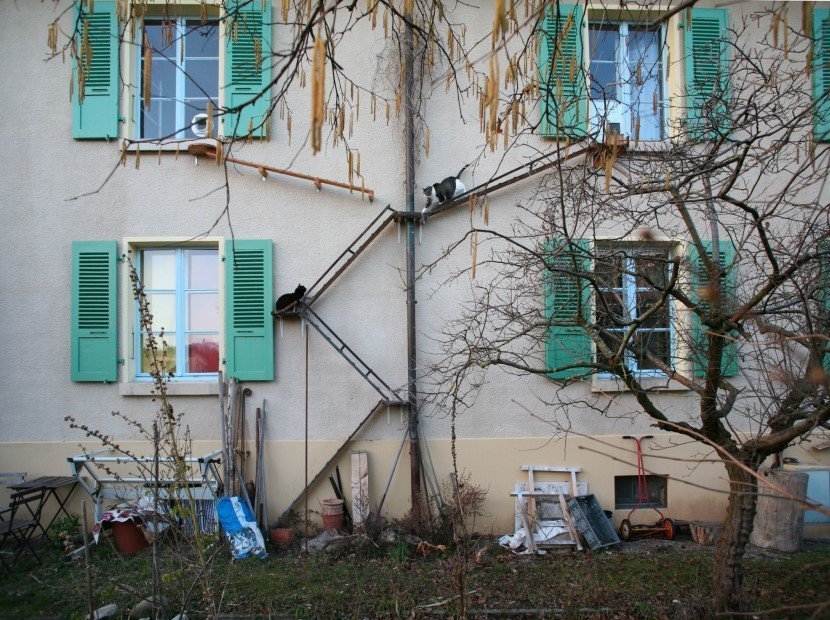 Cat ladders by Brigitte Schuster