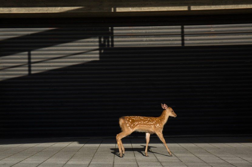 Deer in Japan