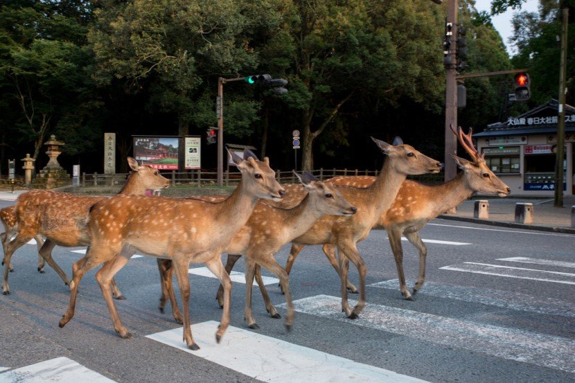 Deer in Japan