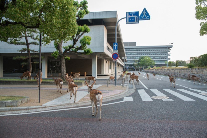 Deer in Japan