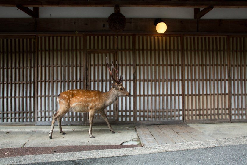 Deer in Japan